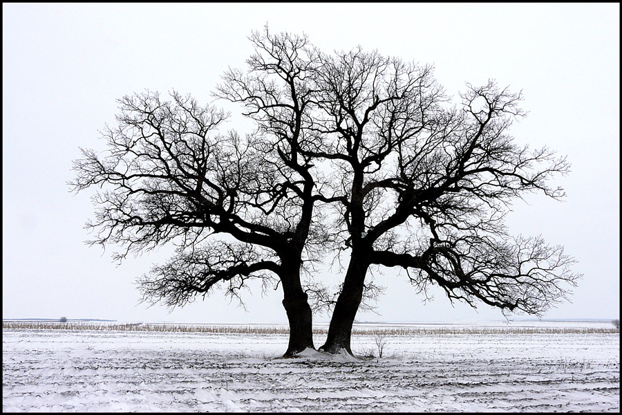 photo "Alone, but strong" tags: landscape, black&white, tree, winter