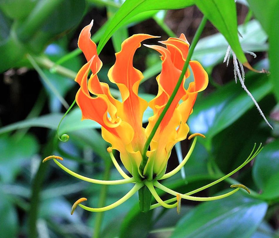 photo "Gloriosa superba. (Gloriosa lily)" tags: macro and close-up, nature, flowers