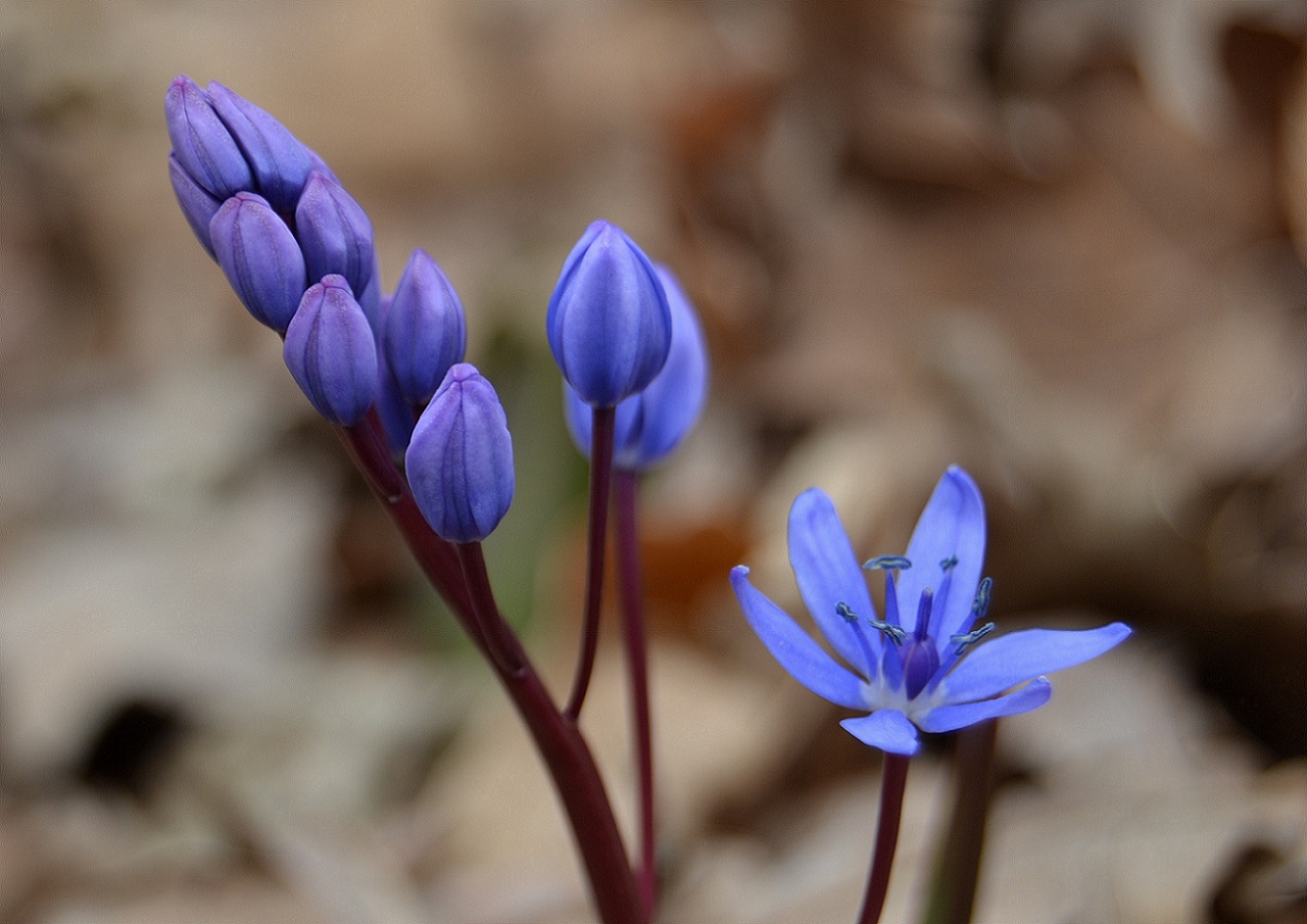 photo "***" tags: nature, flowers