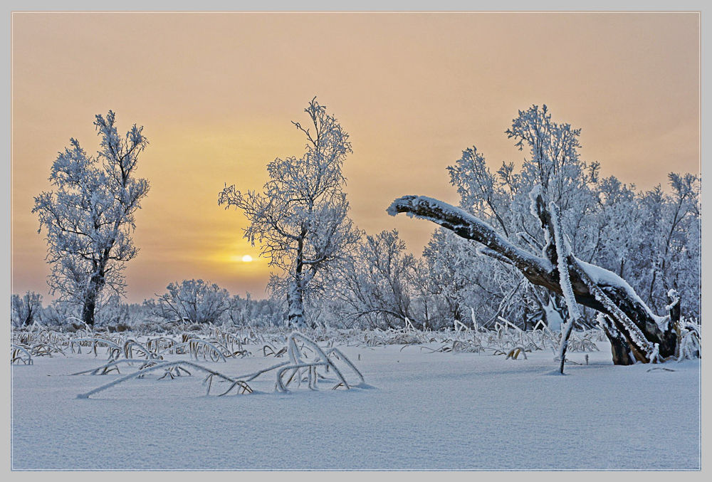фото "Лесной страж" метки: пейзаж, закат, зима
