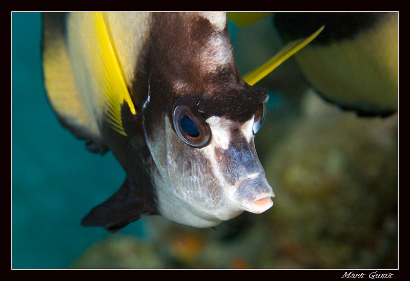 photo "Batterflyfish" tags: underwater, 