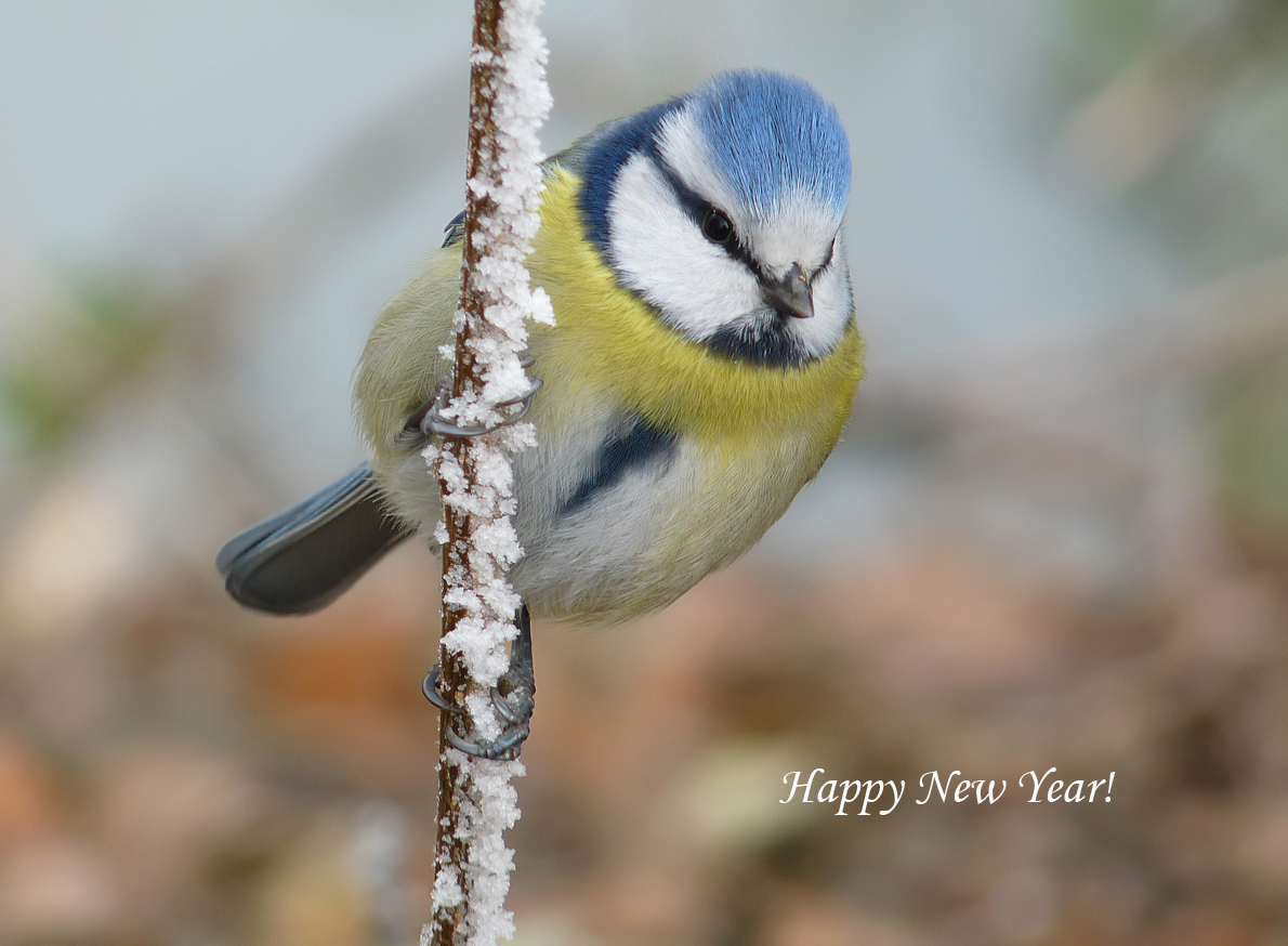 фото "лазо́ревка (лат. Cyanistes caeruleus)" метки: природа, дикие животные