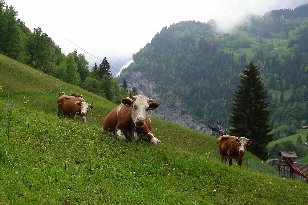 фото "Швейцария" метки: пейзаж, природа, горы, домашние животные
