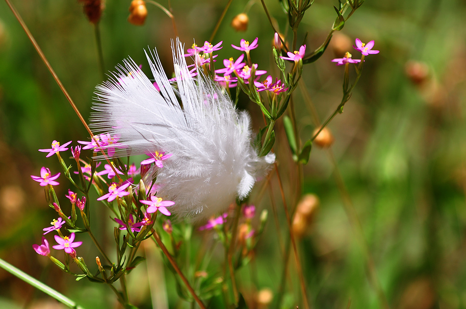 photo "Gone with the wind" tags: nature, flowers