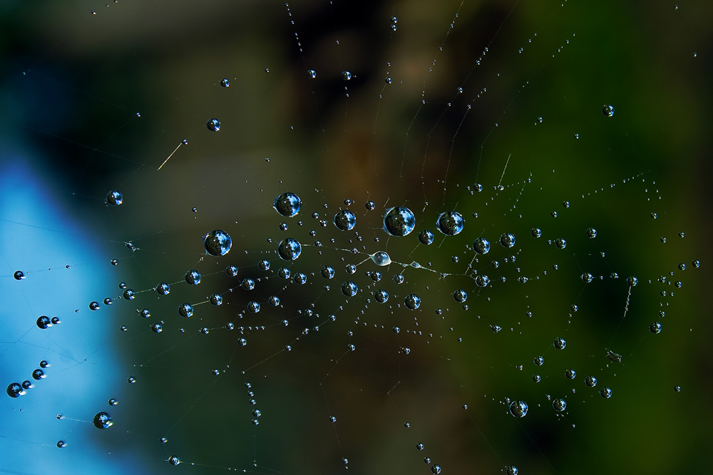 photo "other worlds" tags: macro and close-up, 
