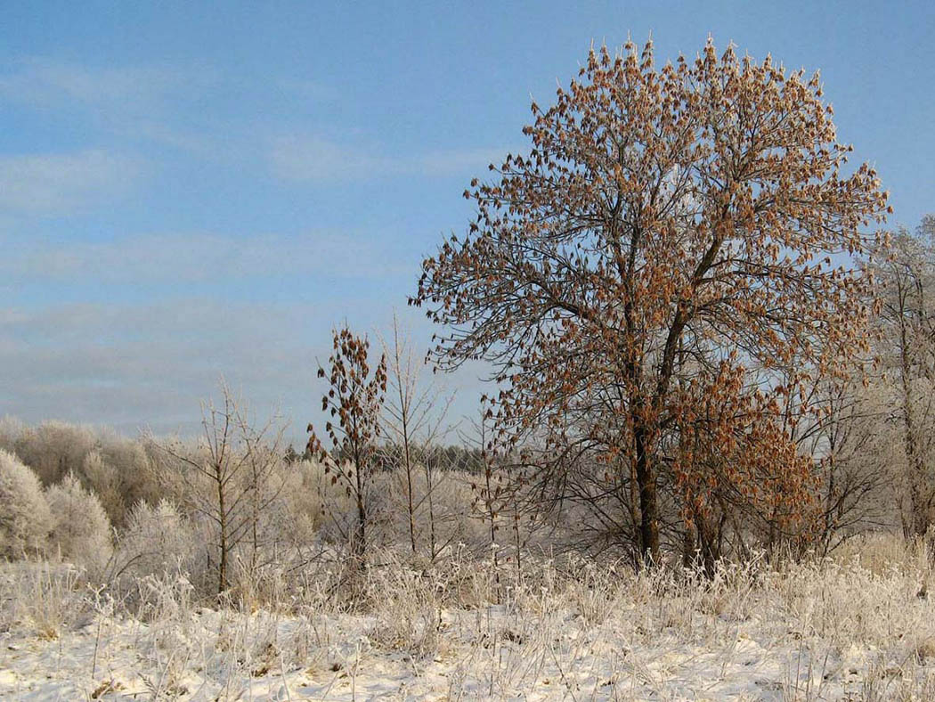 photo "Oak before Christmas." tags: landscape, forest, winter