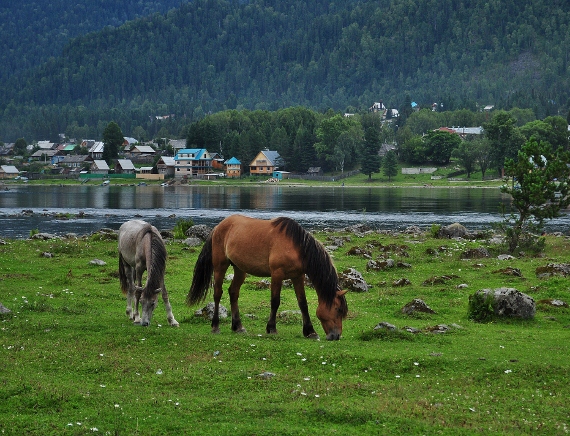 photo "***" tags: nature, landscape, mountains, pets/farm animals