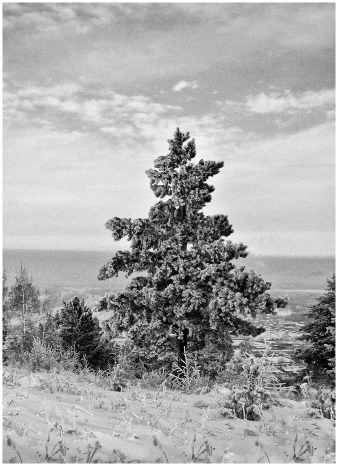 photo "***" tags: black&white, landscape, forest