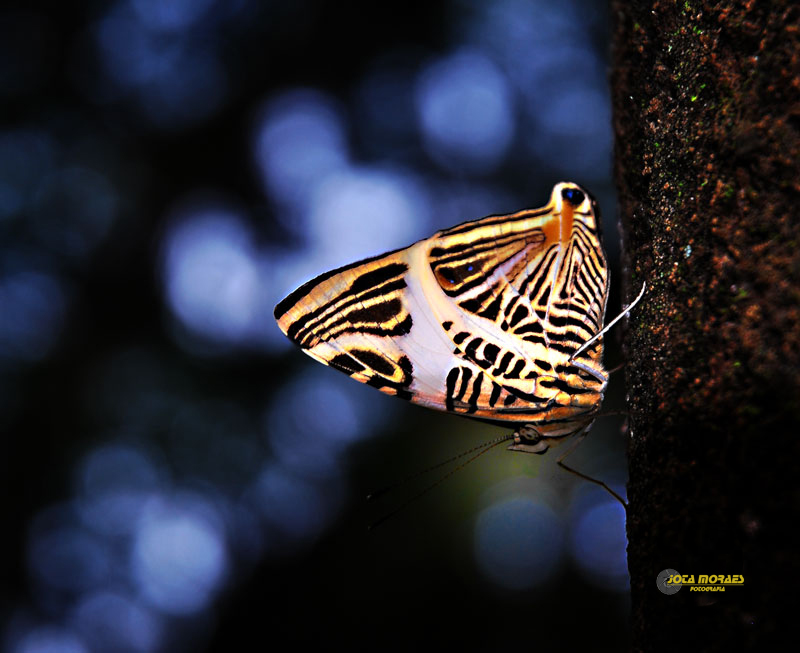 фото "Butterfly" метки: природа, макро и крупный план, насекомое