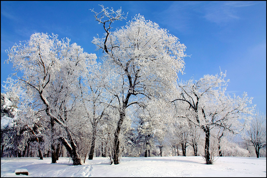 photo "Winter Decor" tags: landscape, park, tree, winter