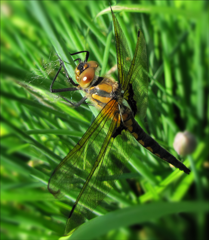 photo "***" tags: macro and close-up, 