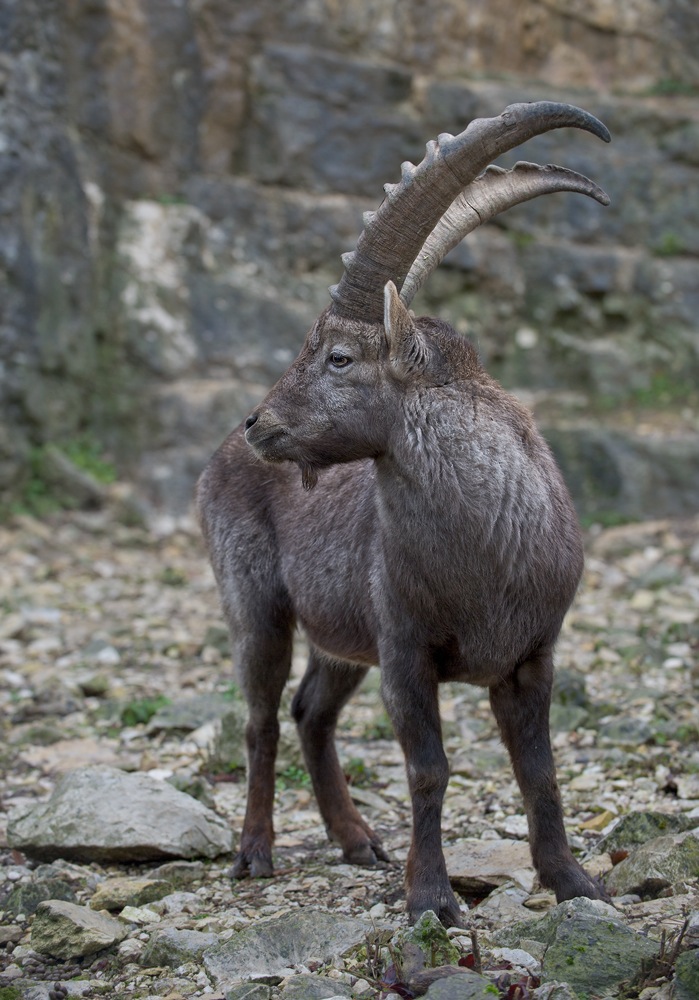 photo "Steinbock" tags: nature, wild animals