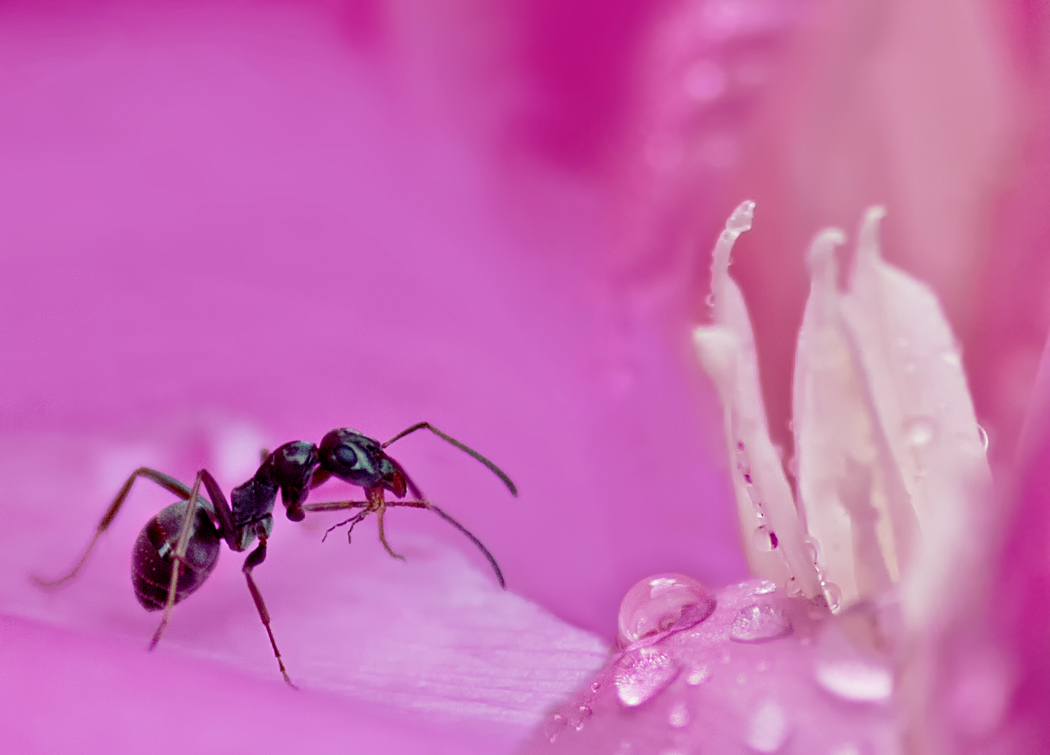 photo "Fotoduel. Ant in a pink kingdom." tags: macro and close-up, 