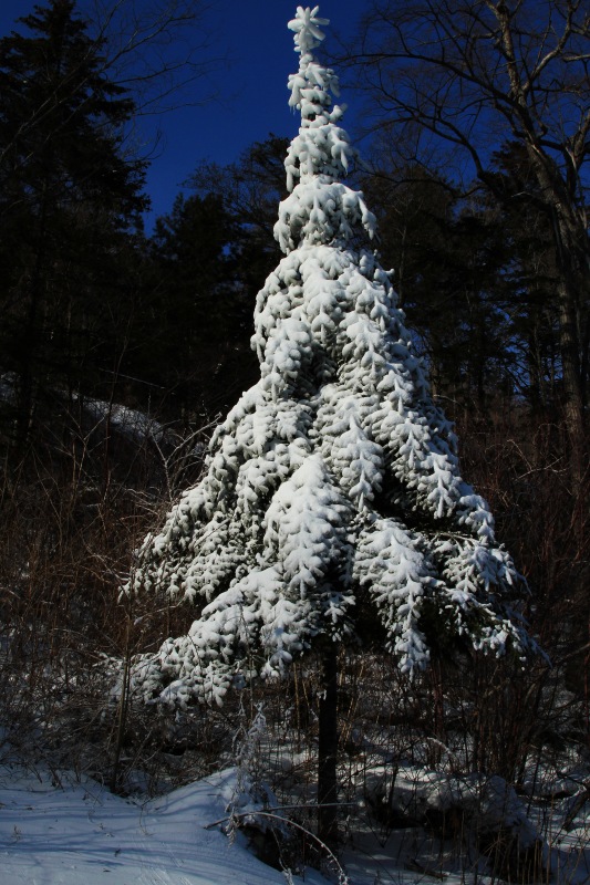 photo "***" tags: landscape, winter
