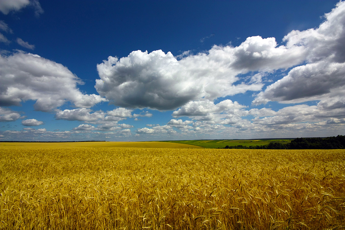 photo "In the midst of summer" tags: landscape, clouds, field, sky, summer