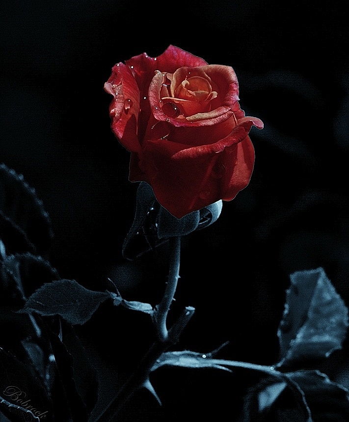 photo "***" tags: , 