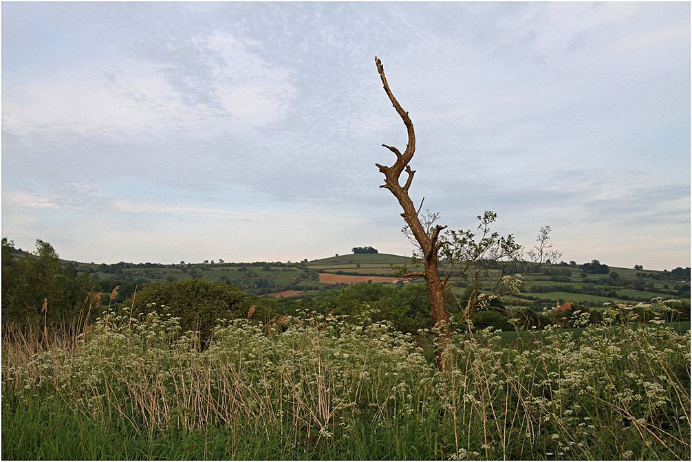 photo "The finger specifies in the sky." tags: landscape, spring, tree, дерева