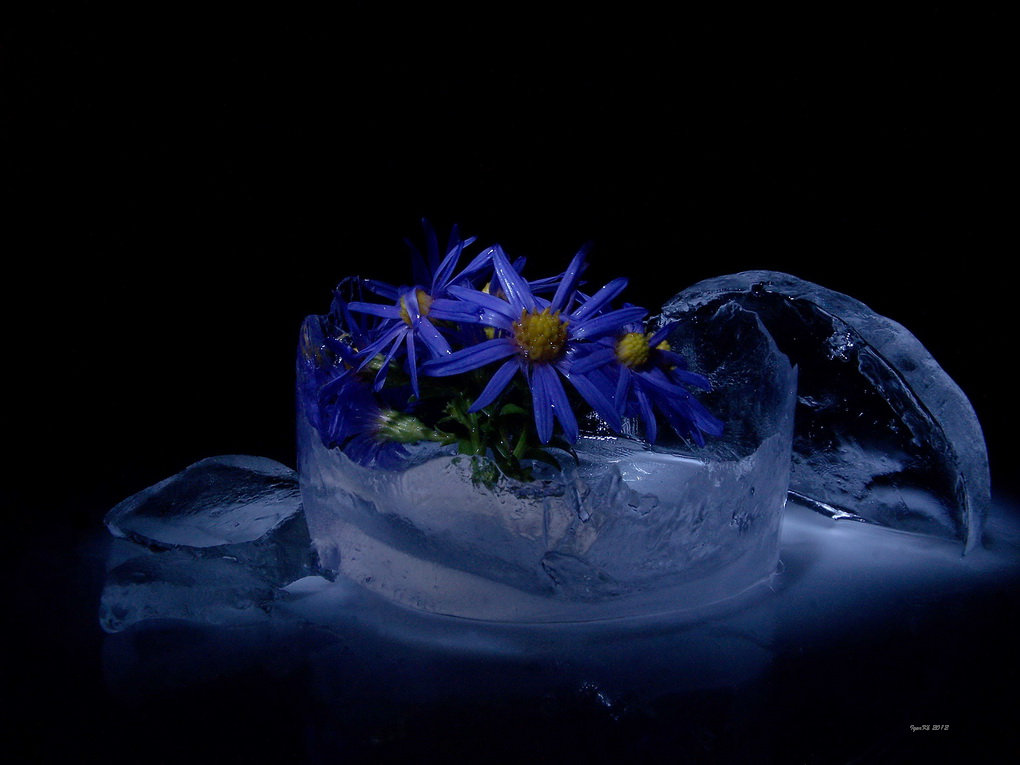фото "Flower and Ice 2 ( С Днем Рождения Светлана!!!!)" метки: натюрморт, 