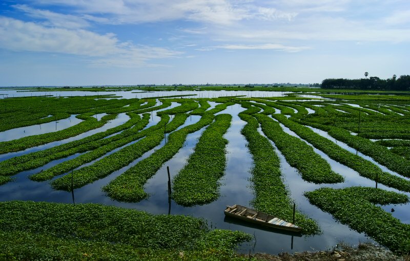 photo "Morning Glory in the lagoon" tags: travel, landscape, Asia