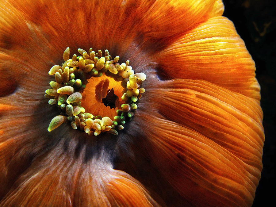 photo "The mouths of the world III" tags: underwater, macro and close-up, 