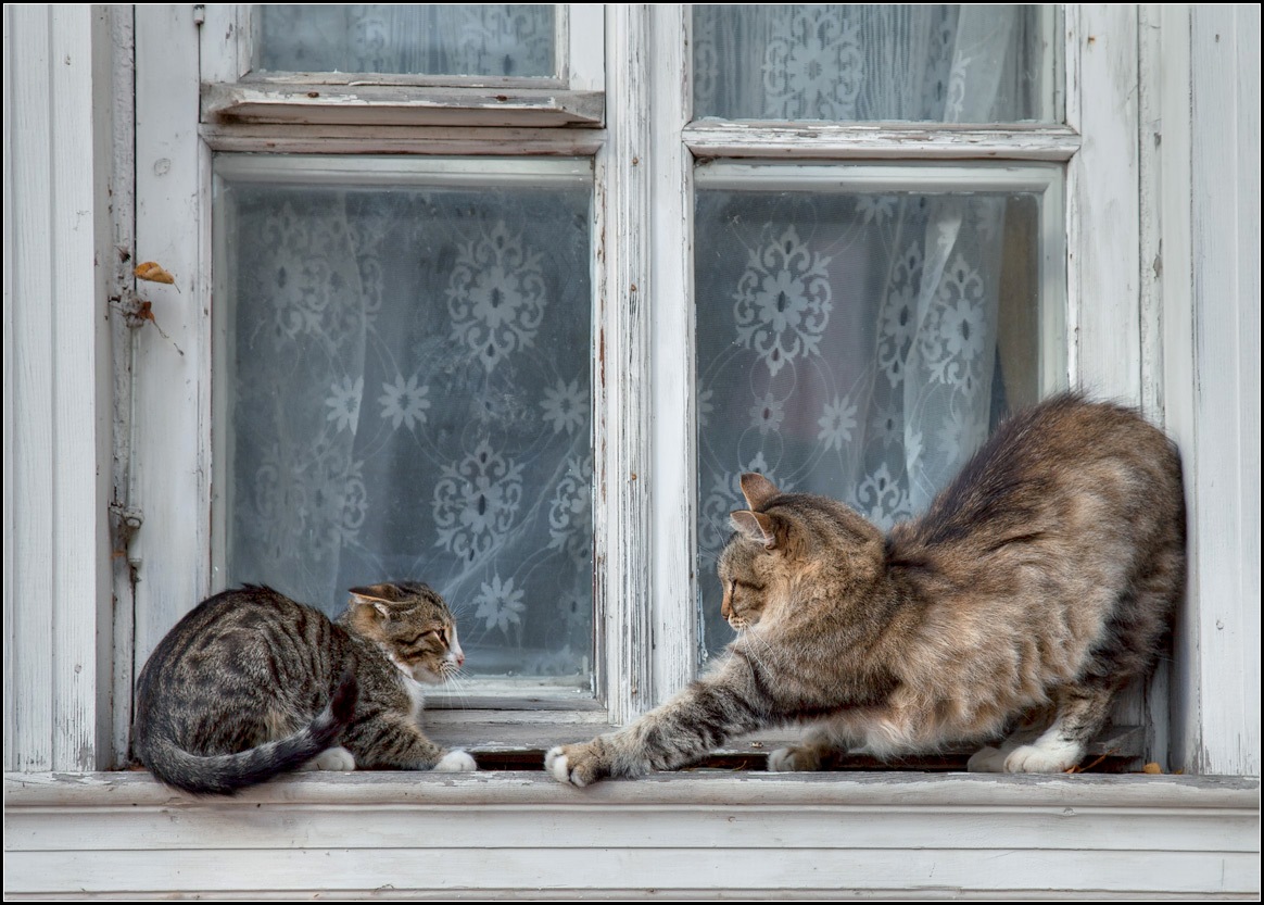 photo "Cats on a window))" tags: nature, pets/farm animals