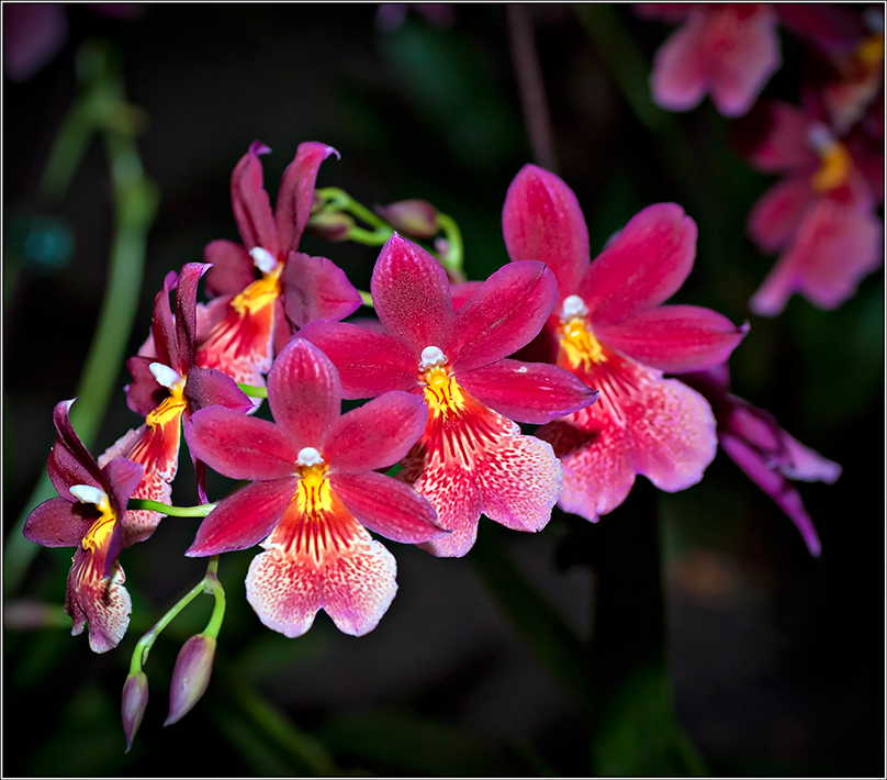 photo "***" tags: nature, PF life, flowers
