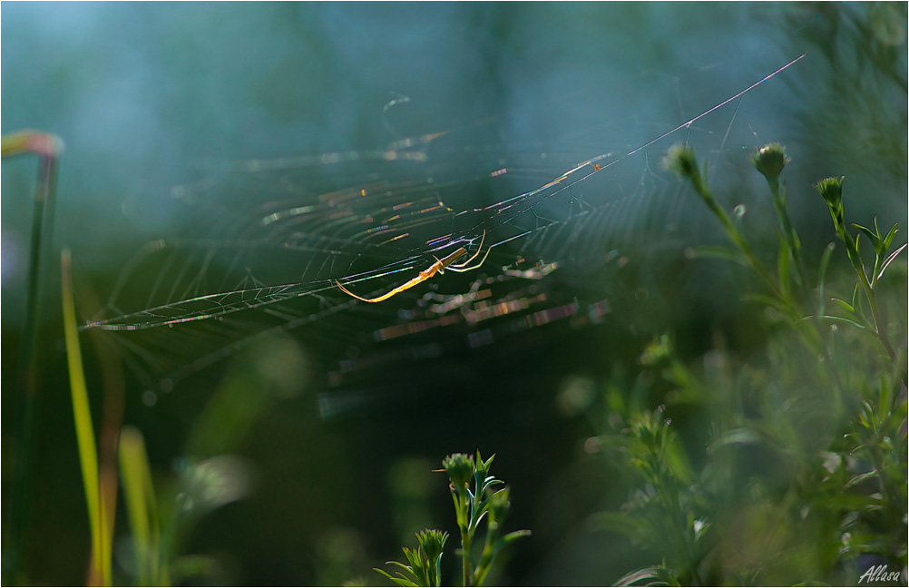 photo "***" tags: nature, insect