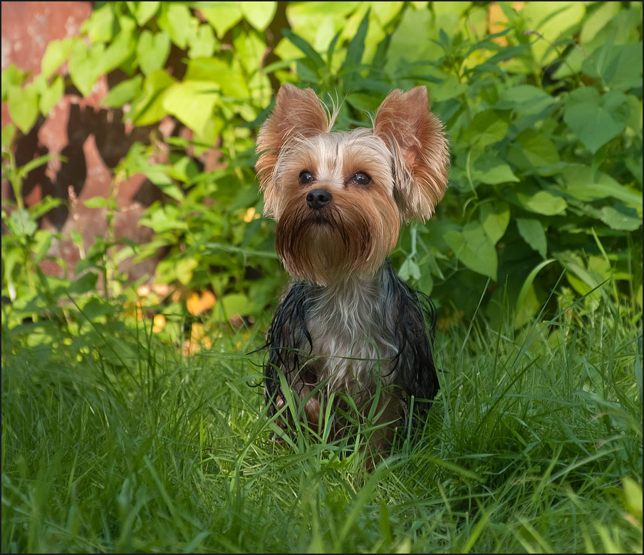 photo "What would you like sir ?" tags: nature, pets/farm animals