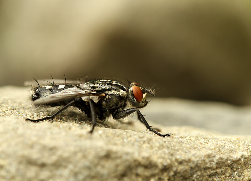 photo "***" tags: nature, insect