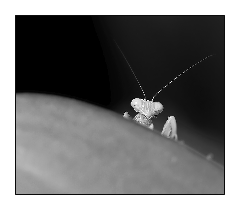 photo "***" tags: nature, insect