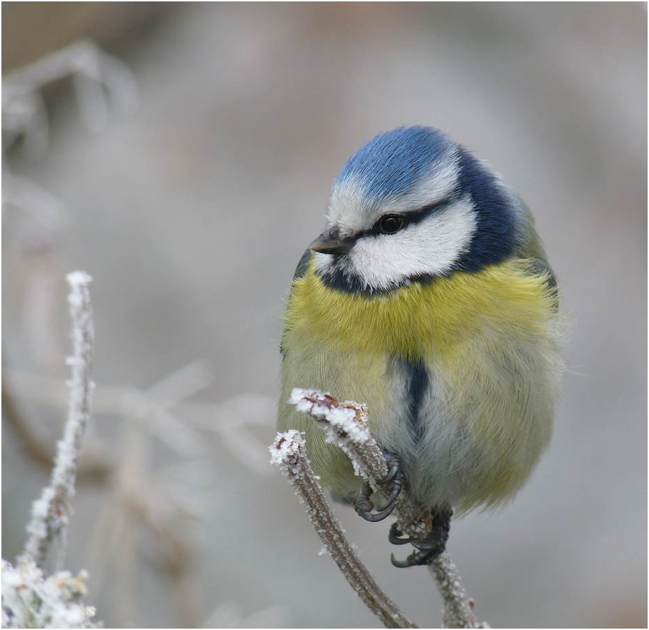 фото "Parus caeruleus - Лазоревка" метки: природа, дикие животные