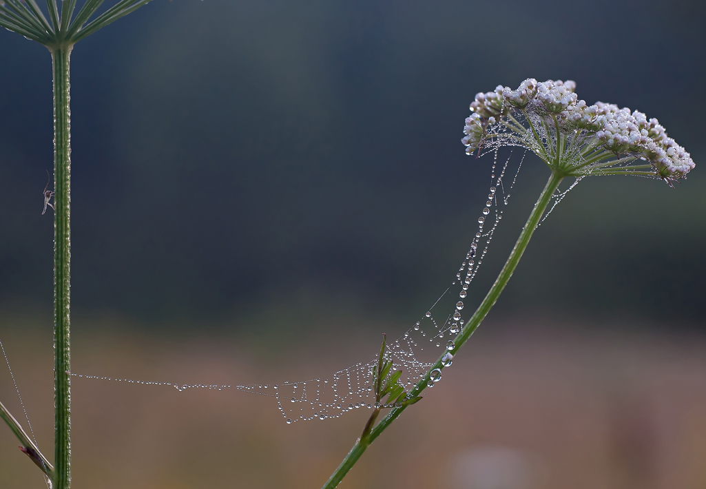 photo "***" tags: nature, flowers, insect