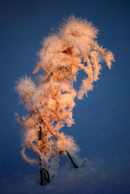 photo "***" tags: nature, flowers