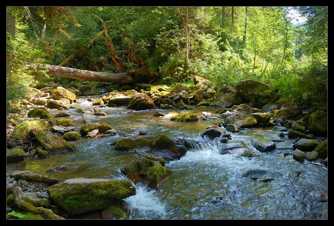 photo "Mystic river" tags: landscape, forest, water