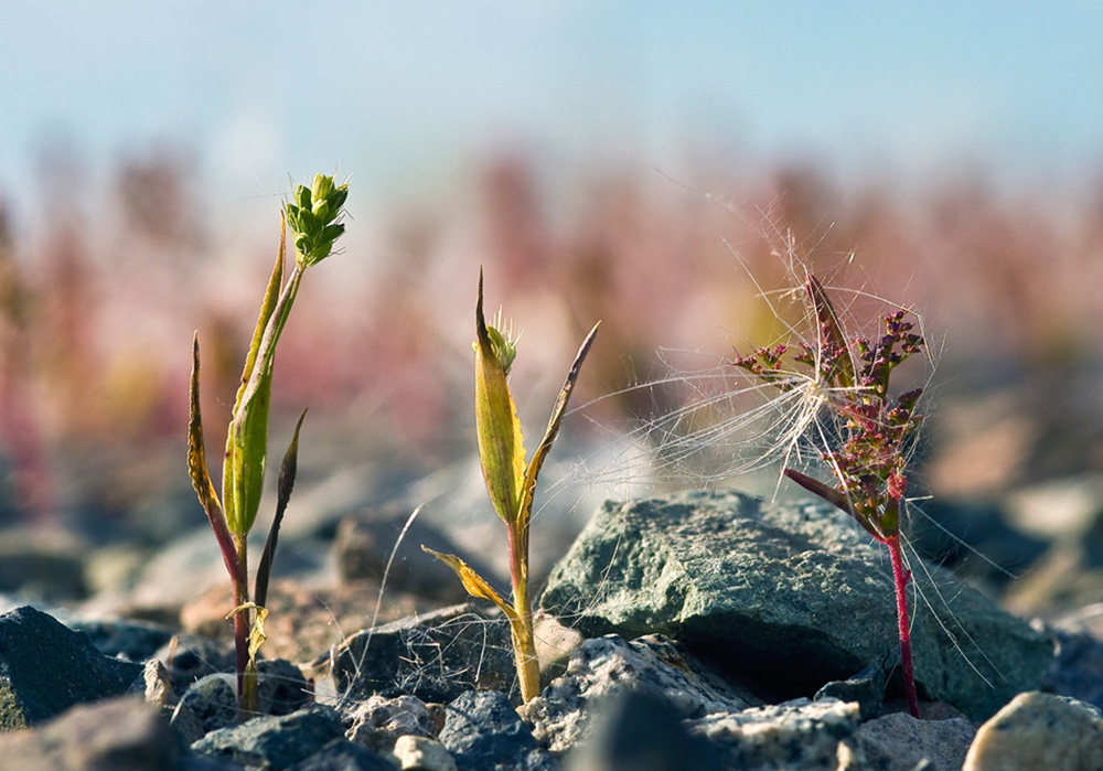 photo "Life on the rocks" tags: macro and close-up, 