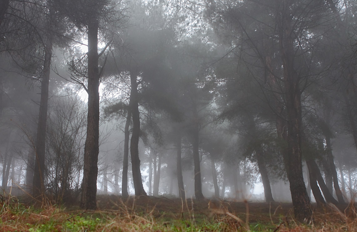 photo "***" tags: landscape, forest