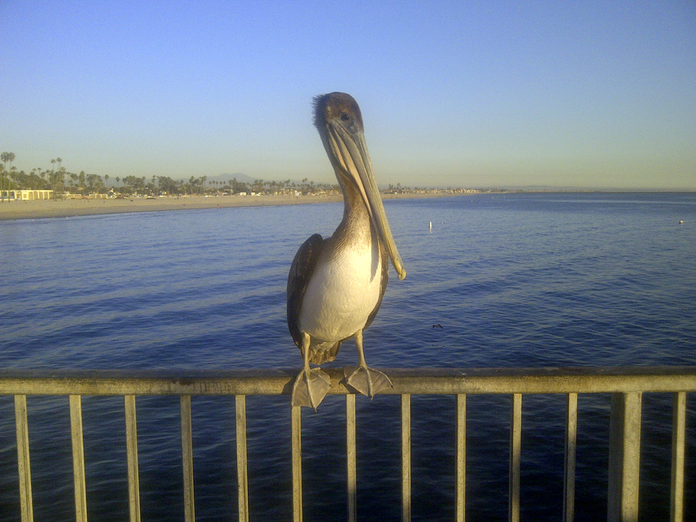 photo "Pelican" tags: travel, North America