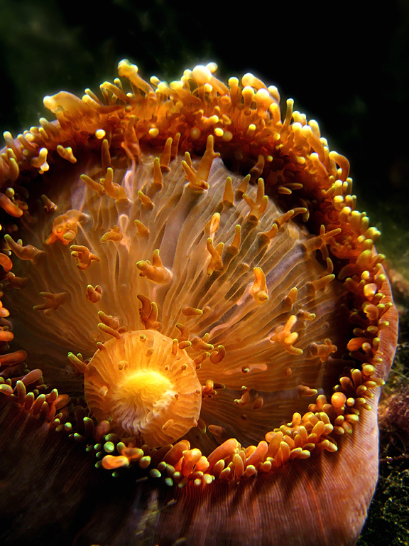 photo "The mouths of the world VII" tags: underwater, macro and close-up, 