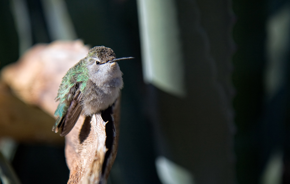 photo "Hummingbird" tags: nature, travel, North America