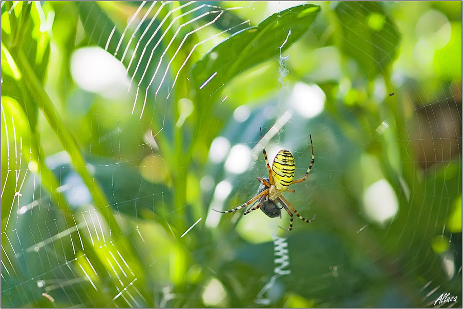 photo "***" tags: nature, insect