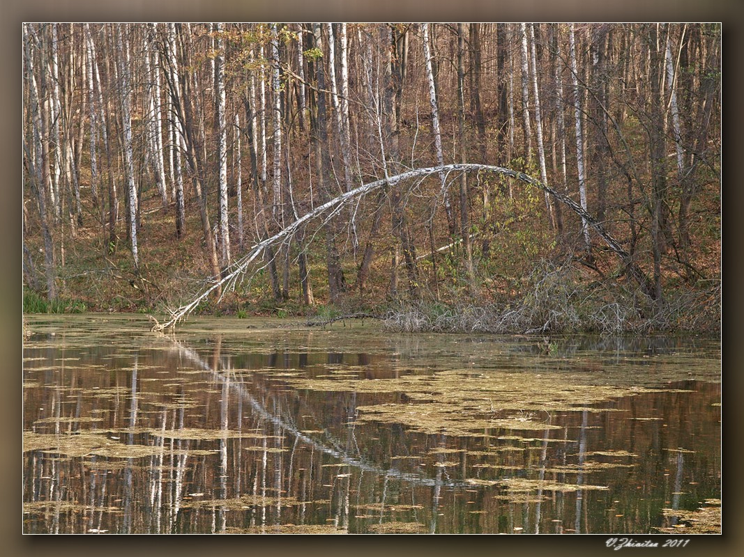 фото "Осенний этюд 5" метки: пейзаж, лес, осень