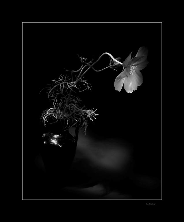 фото "***" метки: природа, натюрморт, цветы