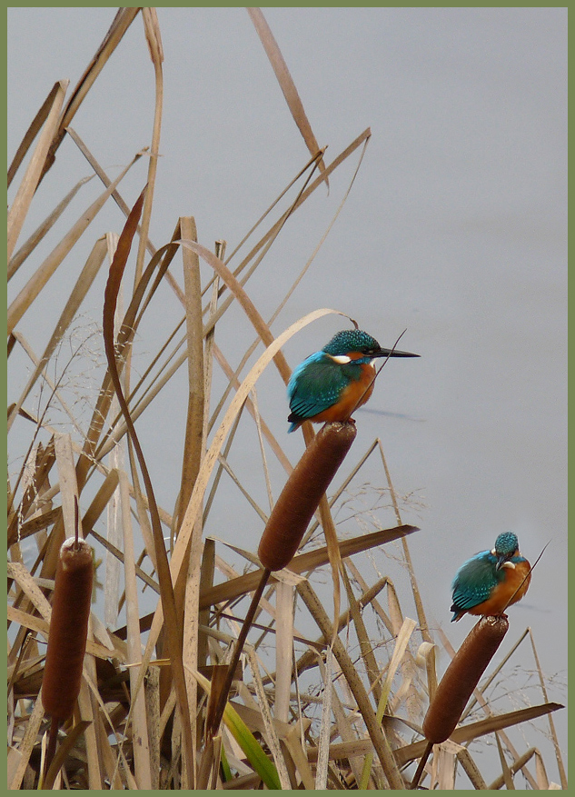 фото "Kingfisher" метки: природа, дикие животные