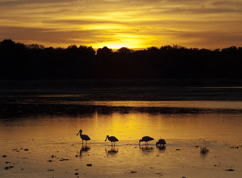 photo "Spoonbills feeding at sunset" tags: nature, wild animals