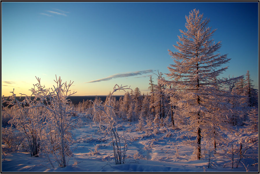photo "***" tags: landscape, forest, winter
