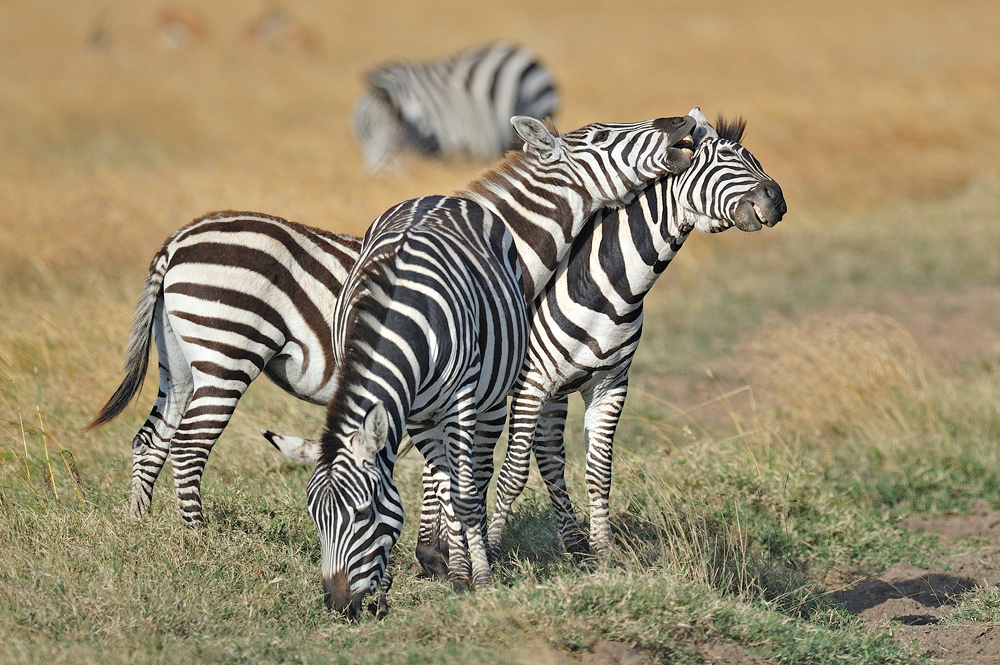 photo "***" tags: nature, travel, Africa, wild animals