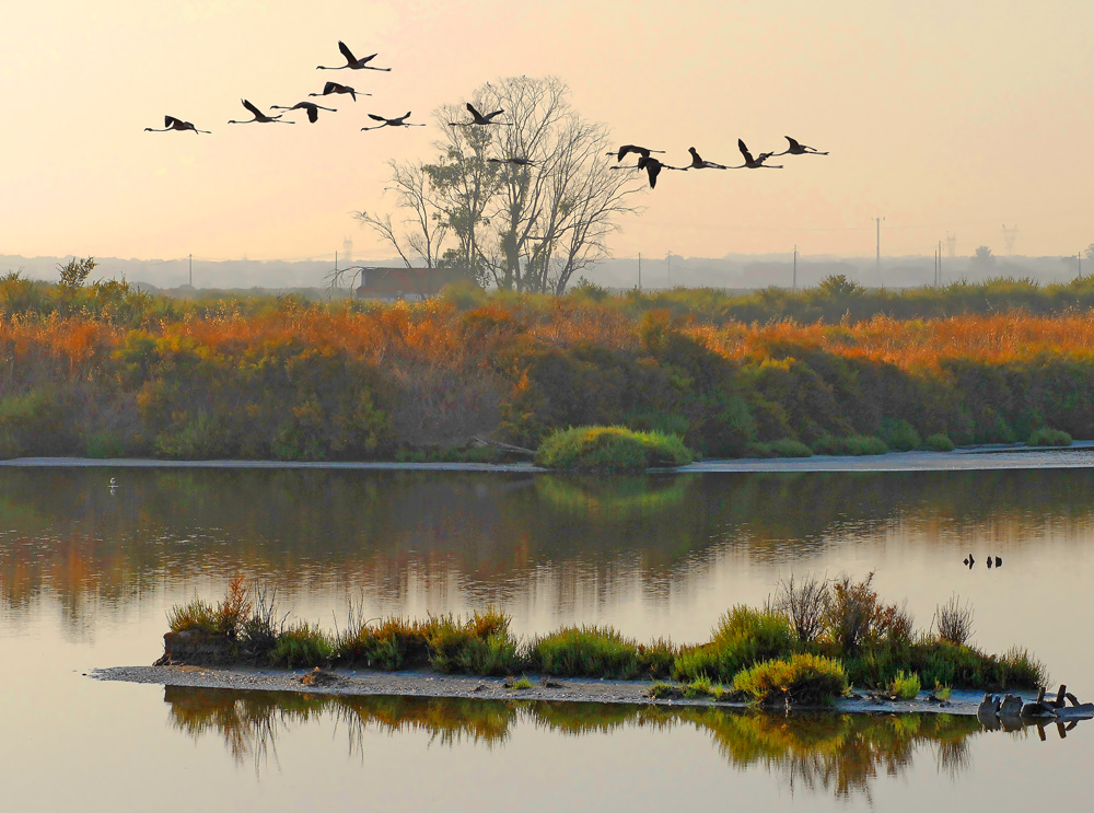 фото "Estuary" метки: пейзаж, природа, дикие животные, закат