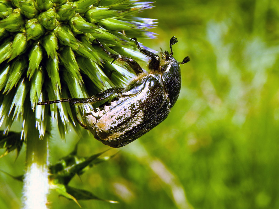 photo "Hang On" tags: nature, macro and close-up, insect