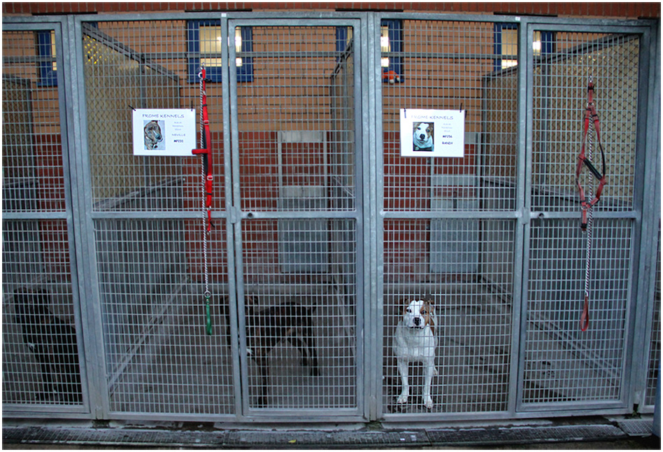 photo "Dogs home." tags: reporting, собака, собаки