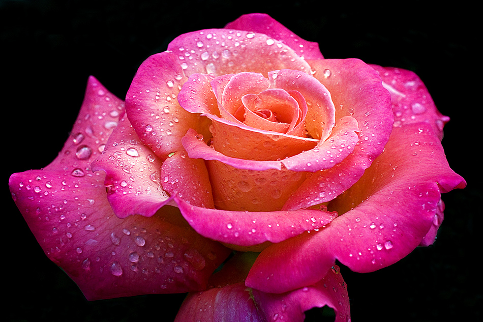 photo "Rose rain" tags: nature, macro and close-up, drop, flowers, rose, spring